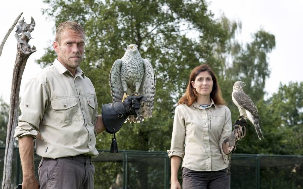 Gerard en Bettine van den Brink uit De Valk met een aantal van hun jachtvogels – in dit geval een moeder (links) en zoon havik. beeld Niek Stam