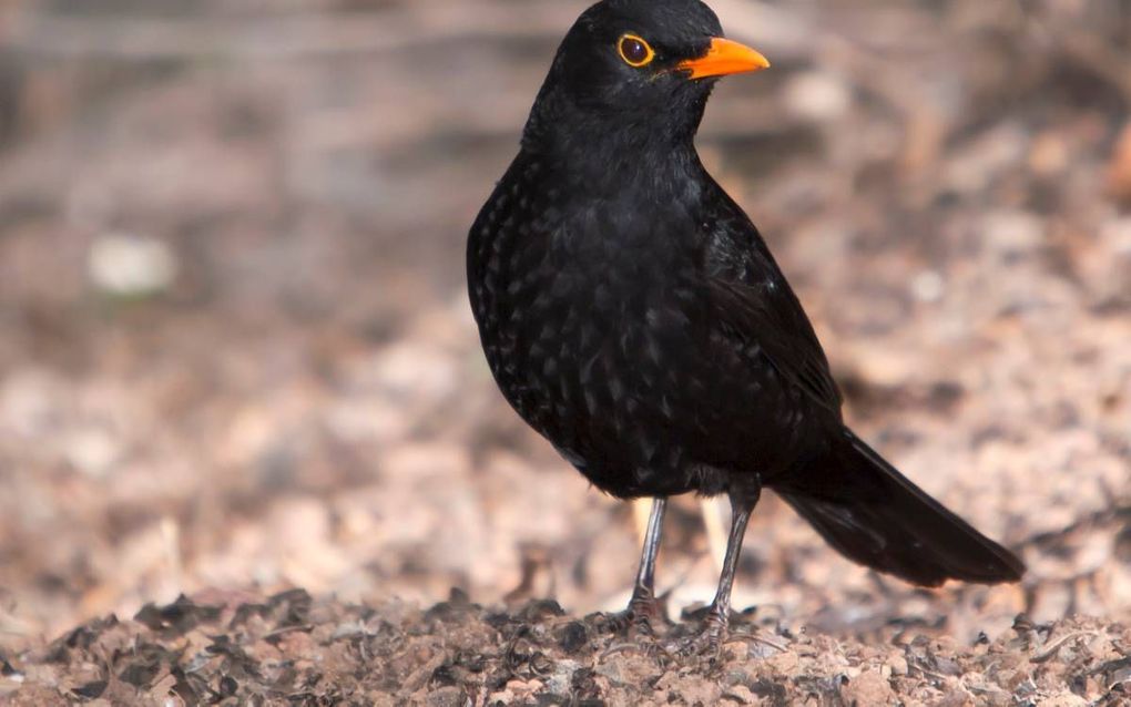 Merelmannetjes zijn te herkennen aan hun zwarte verenpak en hun opvallende feloranje snavel. beeld iStock