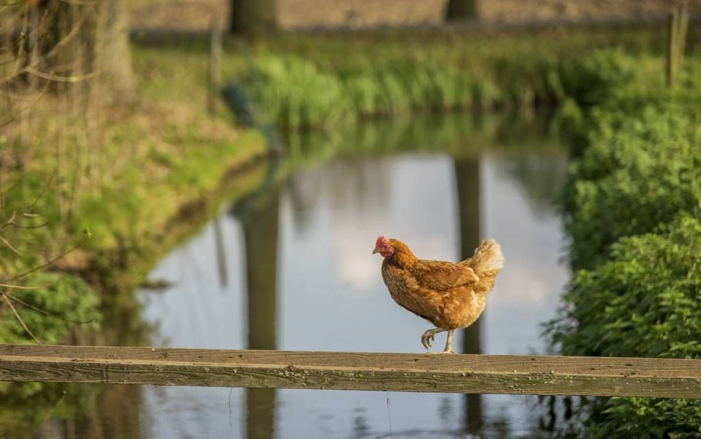 beeld Gert van den Bosch