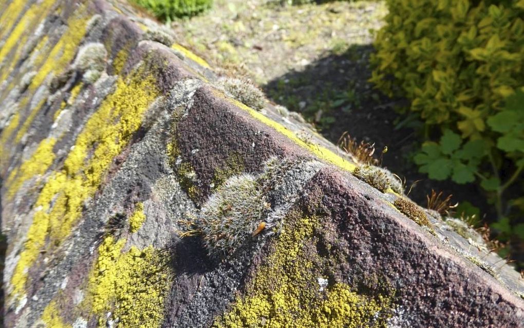 Rijk begroeid tuinmuurtje met onder andere gewoon muisjesmos en grove geelkorst. beeld Kees van Reenen