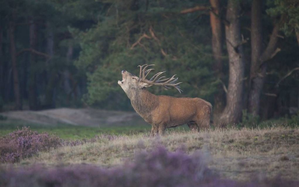 De bronsttijd is halverwege deze maand weer begonnen. Staatsbosbeheer organiseert tot 4 oktober excursies om te luisteren en te kijken naar burlende edelherten. Foto: een burlend hert in Het Nationale Park De Hoge Veluwe. beeld David van ’t Hof