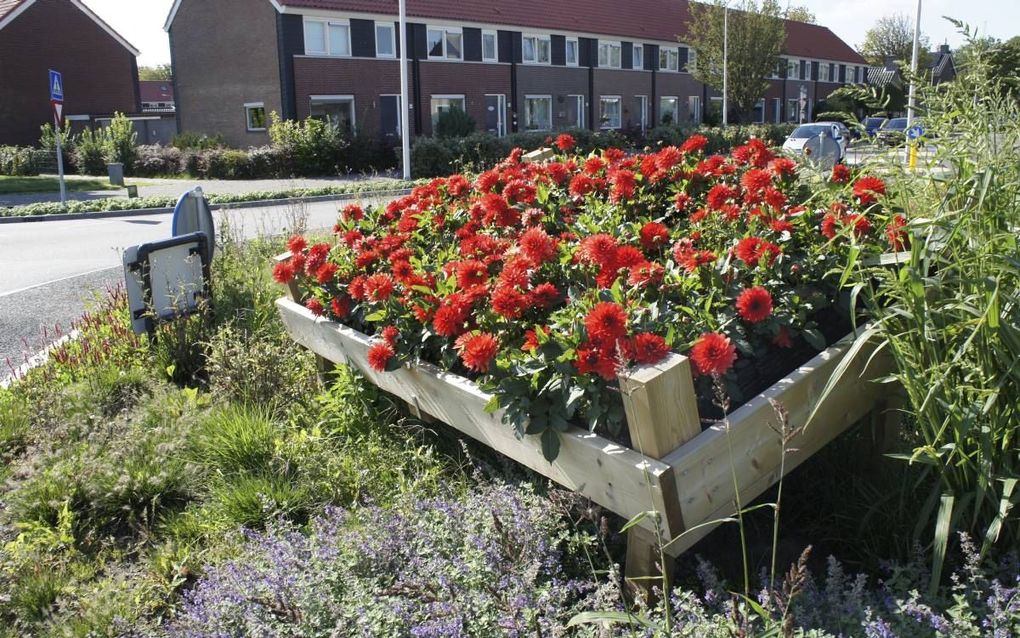 Bloembollendorp Lisse is gisteren uitgeroepen tot Groenste Dorp van Nederland. beeld gemeente Lisse