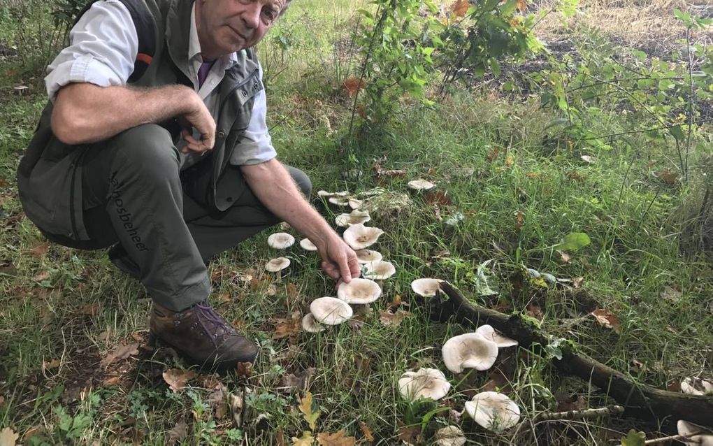 Boswachter Evert Thomas bij een groepje witte kluifzwammen. beeld RD