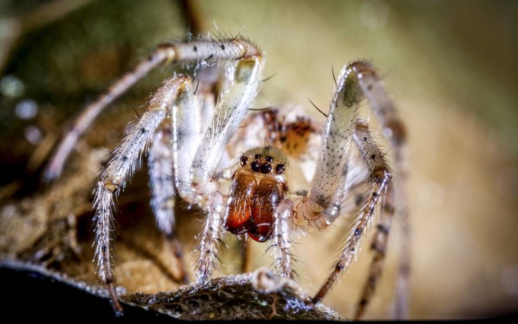 Eerste prijs: een spin in een tuin in Wemeldinge.  beeld Janno van den Ende