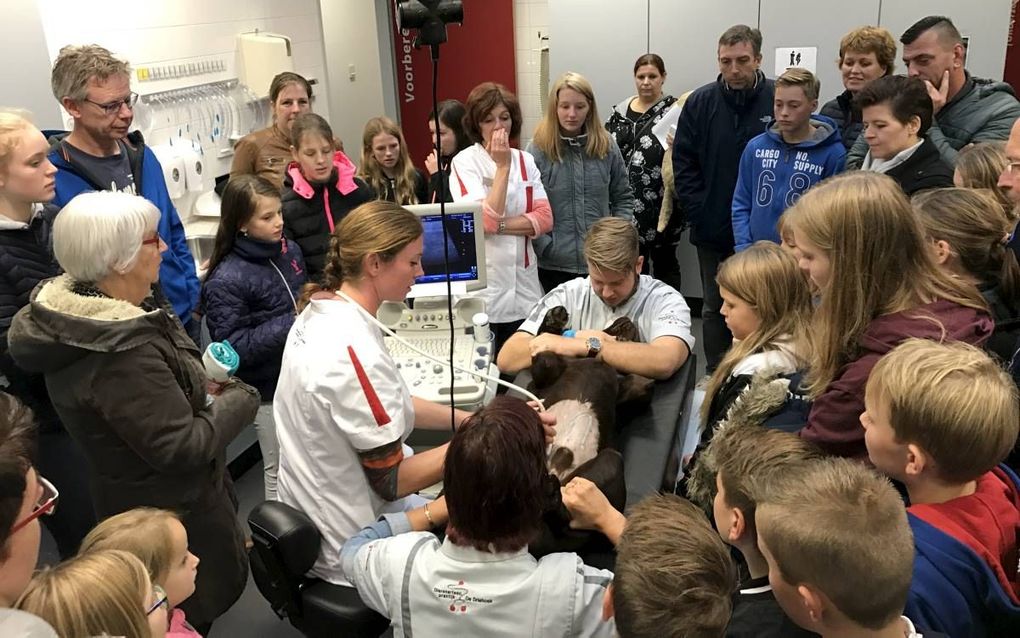 Veel belangstelling voor een demonstratie-echo tijdens de open dag bij dierenkliniek De Driehoek in Klarenbeek. beeld RD