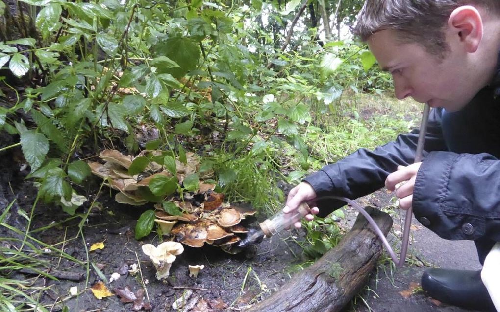 Voorzichtig benadert vliegen- en muggendeskundige Niels-Jan Dek een fruitvliegje dat zich tegoed doet aan een paddenstoel, om het onverwacht te verschalken met zijn zuigbuis. beeld Kees van Reenen