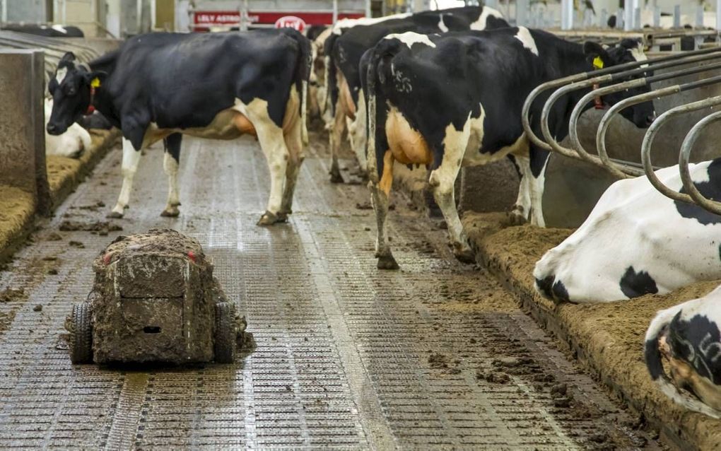 MUIDERBERG. Een robot veegt de mest van de roostervloer in een melkveestal in Muiderberg. De Nederlandse melkveehouderij moet inkrimpen tot onder een met Brussel afgesproken mestplafond. beeld ANP, Koen Suyk