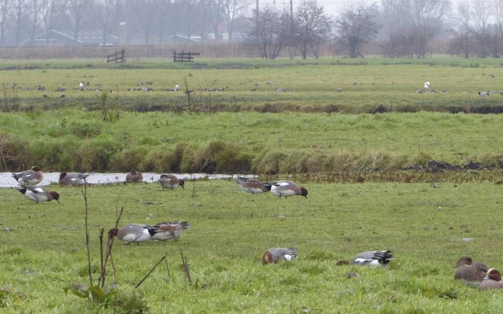 beeld Kees van Reenen