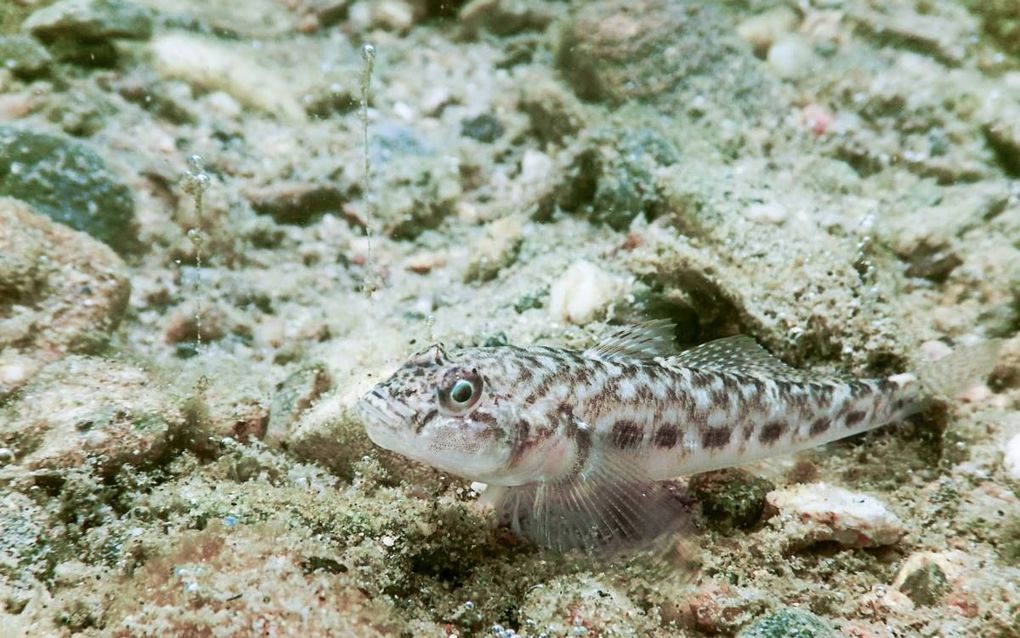 Zwartbekgrondel, een bodemvis uit Oost-Europa en Azië heeft zich in 13 jaar tijd verspreid over een groot deel van Nederland. Deze invasieve exoot, die zowel in zout als zoet water kan leven, verdringt inheemse vissoorten als riviergrondel, rivierdonderpa