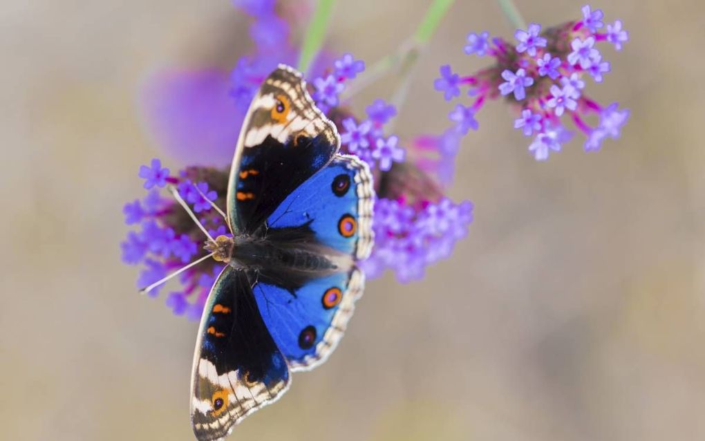 Volgens dr. Van Bemmel is er in de natuur sprake van ”onherleidbare complexiteit van organen”. Dit betekent dat alle onderdelen tegelijkertijd nodig zijn om een organisme te laten functioneren. Hij noemt daarvan een aantal voorbeelden die alle wijzen op e