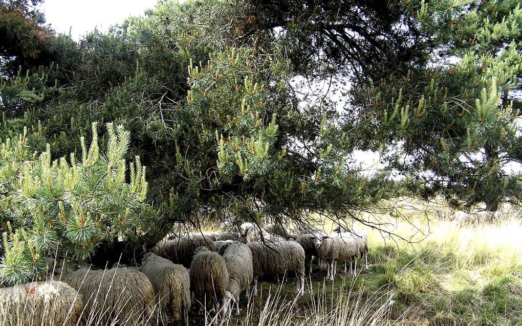 Schapen eten dennenscheuten. beeld Christien Mouw