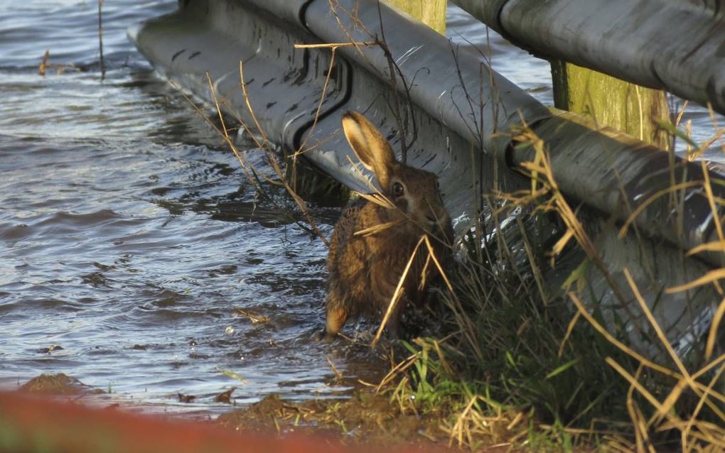 Haas op de vlucht voor hoogwater. beeld André van Dijk