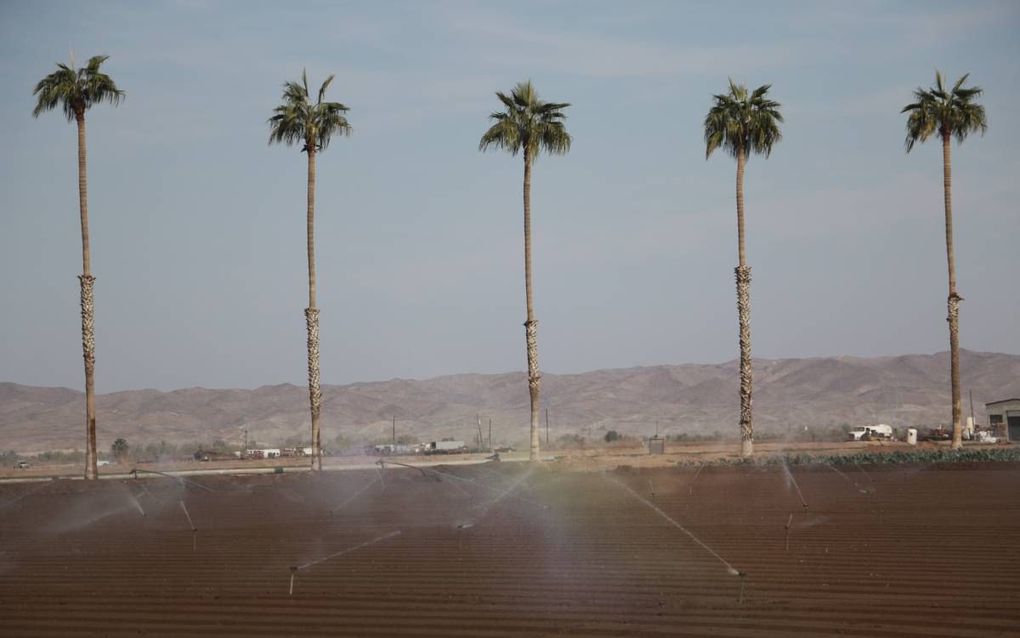 Het irrigatiewater voor de uitgestrekte land- en tuinbouwgebieden rond Yuma komt uit de Colorado. beeld Riekelt Pasterkamp