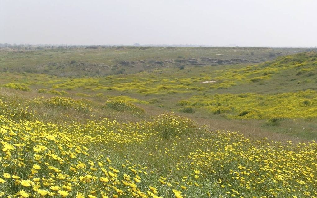 Bloemenpracht in de Besorvallei in de Negev.  beeld A. Muller