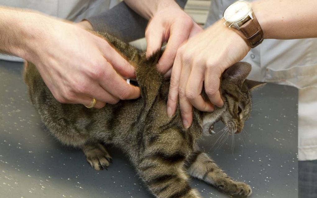 Een kat wordt gechipt. beeld RD, Anton Dommerholt