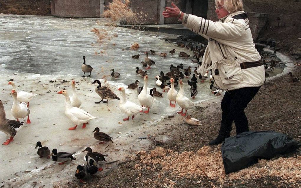 Uit steekproeven blijkt dat er bij sommige vijvers wel zo’n acht kilo brood op een dag in het water belandt. Met als gevolg dat algen er welig tieren. beeld ANP, Herman Pieterse
