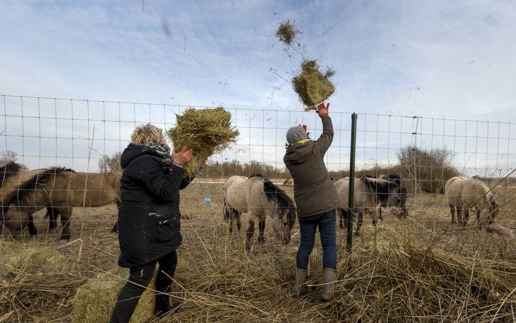 Verontruste mensen brachten vorige week op eigen initiatief hooi naar de grote grazers in de Oostvaardersplassen om te voorkomen dat dieren in de winterkou verhongeren. Zondag demonstreerden actievoerders voor een beleidswijziging. beeld Novum, Robert Mee