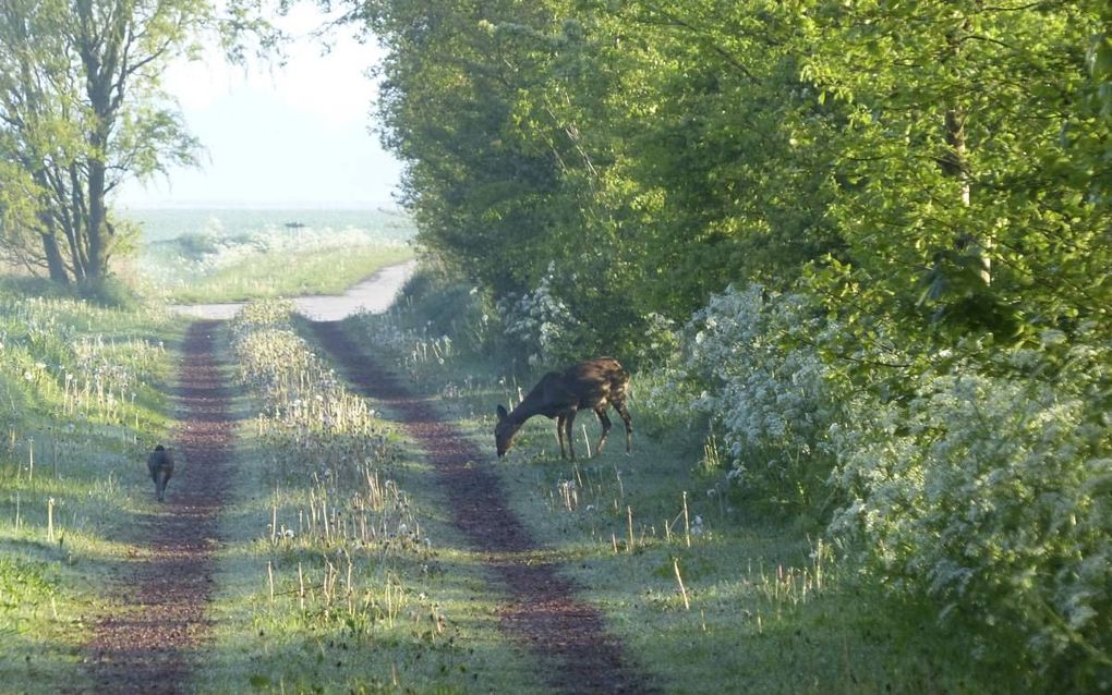 Onverwachte ontmoeting met een ree. beeld Barbara de Beaufort