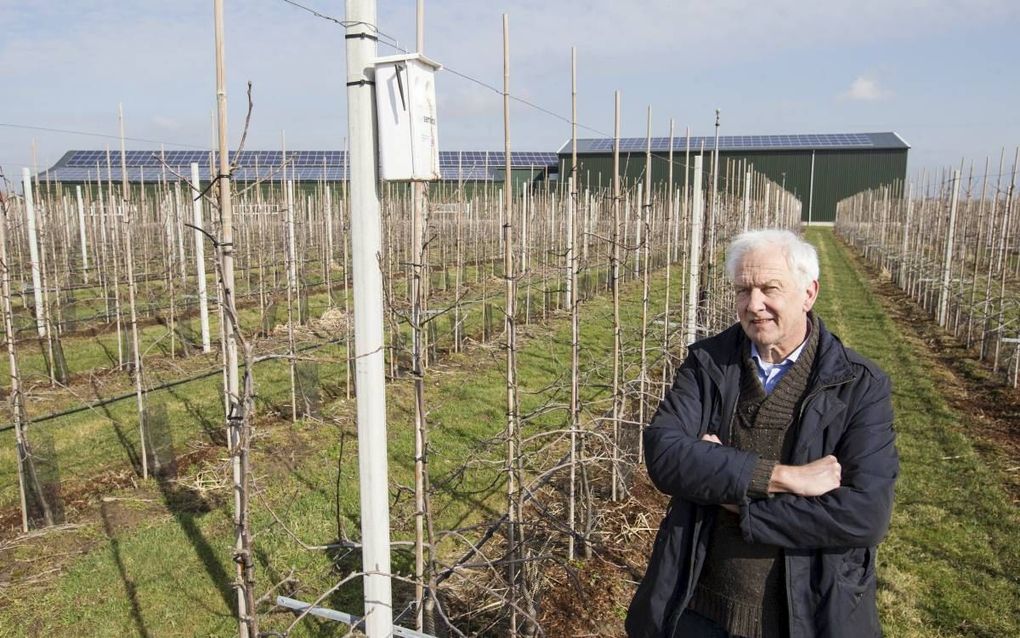 Fruitteler Toon Vernooij, hier bij een van de feromoonkastjes die in de boomgaard hangen, heeft al jaren ervaring met duurzame teelt. „Ik vind dat we als agrarische sector de plicht hebben om verantwoord met natuur en milieu om te gaan.” beeld RD, Anton D