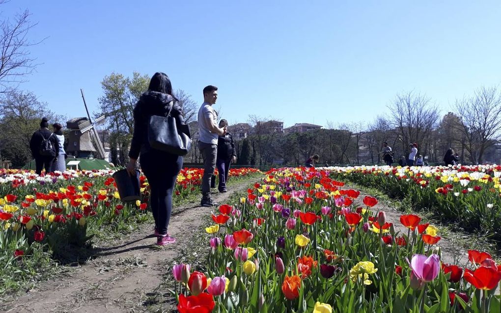 TuliPark, een ‘Keukenhof’ bij Rome, trekt grote aantallen bezoekers uit Italië, maar ook uit China, Japan, Duitsland en de Verenigde Staten. Het park is opgezet door drie Siciliaanse broers. beeld Ewout Kieckens