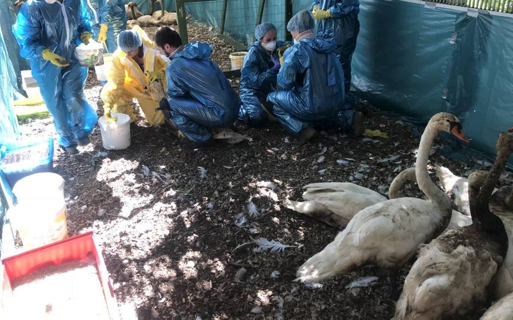 In een hok van vogelklas Karel  Schot in Rotterdam dienen vrijwilligers met stookolie besmeurde zwanen maandagmiddag een zoutoplossing toe. Later worden de dieren schoongepoetst.  beeld RD