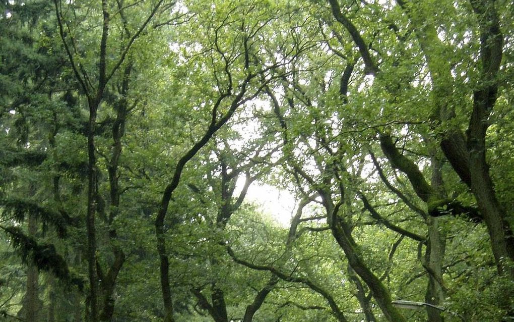 De minister van Infrastructuur en Waterstaat ziet in verband met verkeersveiligheid liever geen bomen binnen vier meter vanaf de weg. Foto: grillige eiken langs de N783 nabij Wolfheze. beeld Kees van Reenen