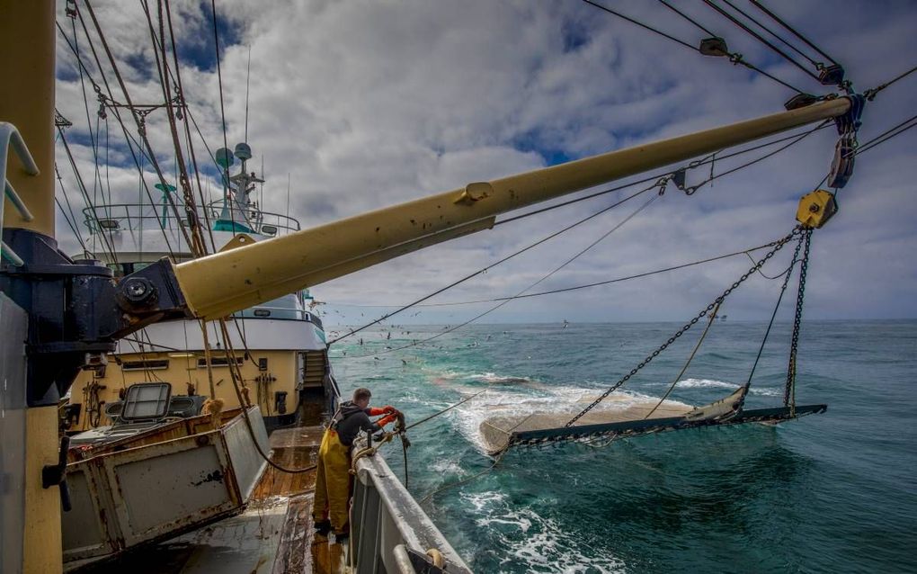 Nederlandse vissers aan het werk op de Noordzee. Het VK wil de verdeling van quota en toegang tot viswater drastisch herzien.  beeld ANP, Niels Wenstedt