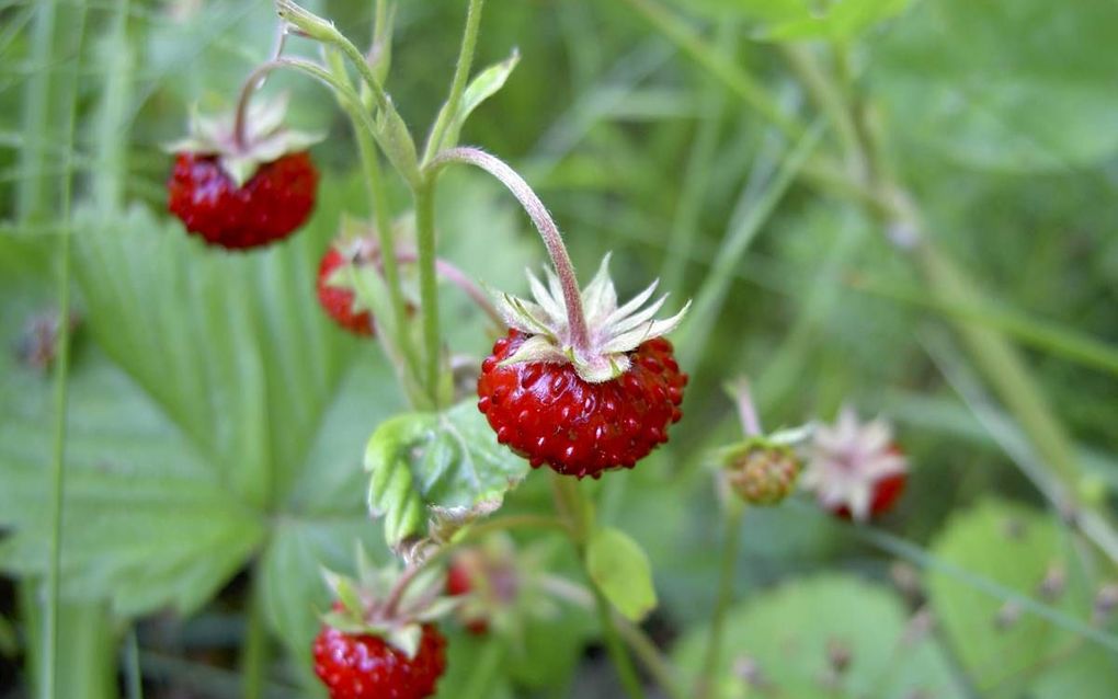 Bosaardbei. beeld Wikimedia