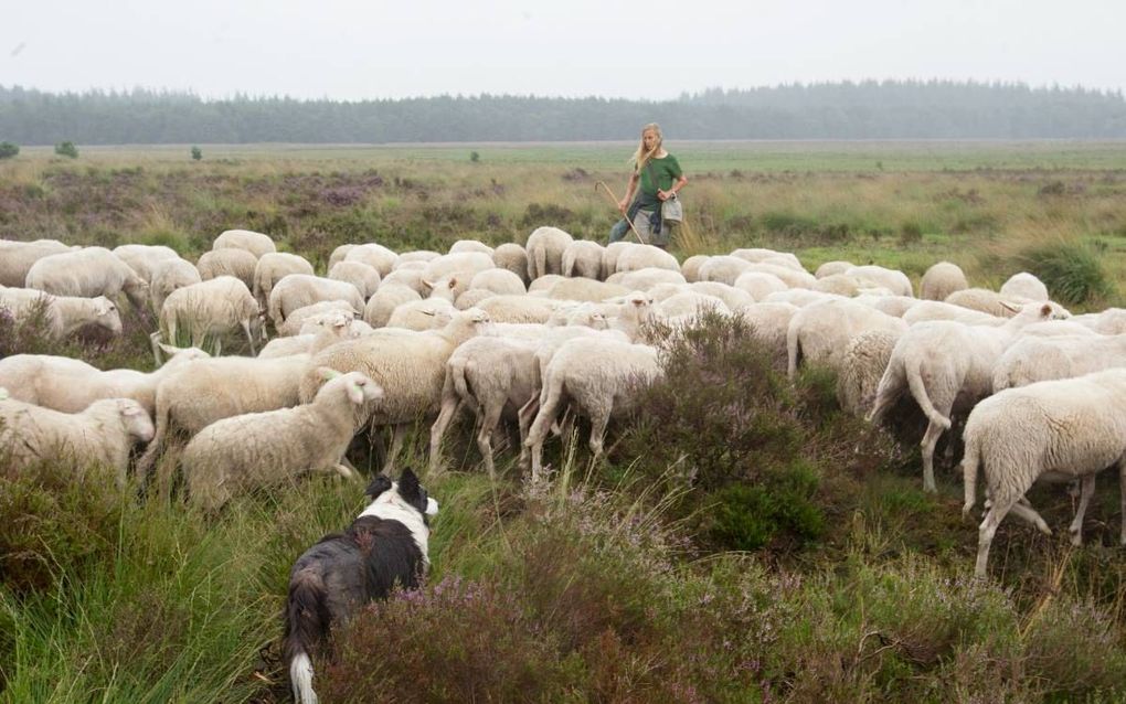 Christien Mouw met haar kudde op de heide. Schapenboeren hebben niet alleen gevaar te duchten van de wolf, maar meer nog van loslopende honden. beeld RD, Anton Dommerholt