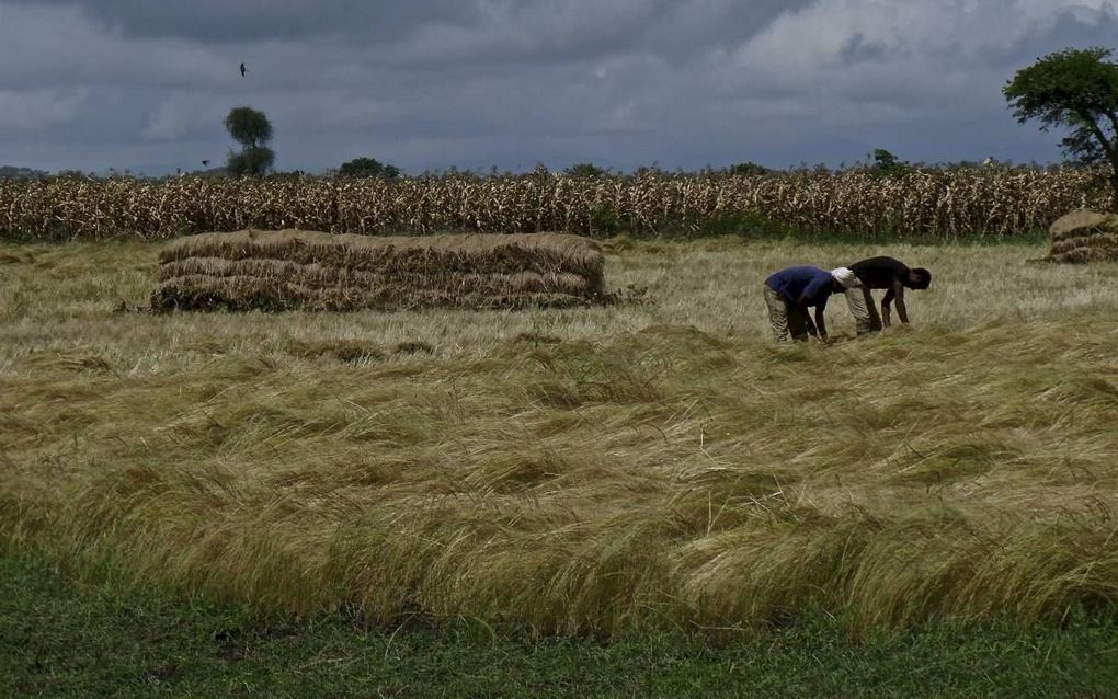 Oogst van teff in Ethiopië. beeld iStock