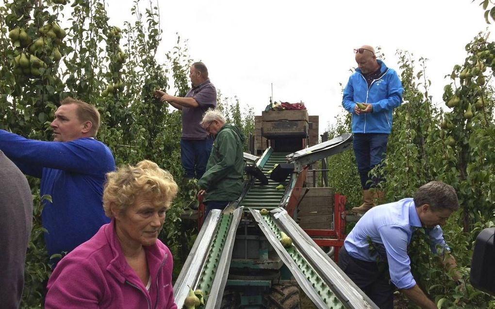 Burgemeester Dijksterhuis van Borsele (links in blauwe trui) en burgemeester Hieltjes van Kapelle (in lichtblauw overhemd) bij de start van de fruitpluk in Hoedekenskerke. Op de voorgrond de vrouw van teler Steijn.  beeld Van Scheyen Fotografie