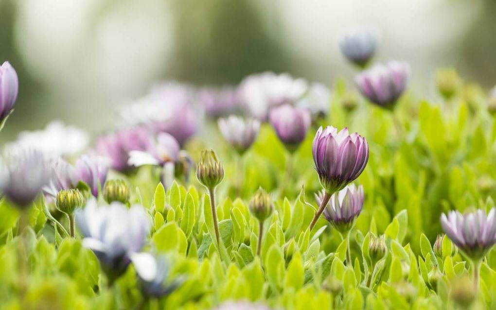 „God zoekt de relatie met verloren zondaren en leert hen door geloof en bekering het verbond bevindelijk te beantwoorden. Voor de beantwoording van het verbond kan dan treffend het woord wedergeboorte gebruikt worden.” beeld iStock