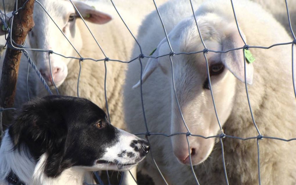 Border collie Famke bij de schapen. beeld Christien Mouw