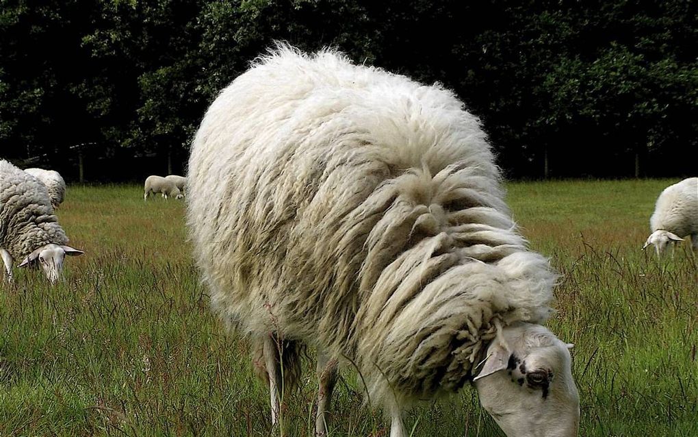Veluws heideschaap. beeld Christien Mouw