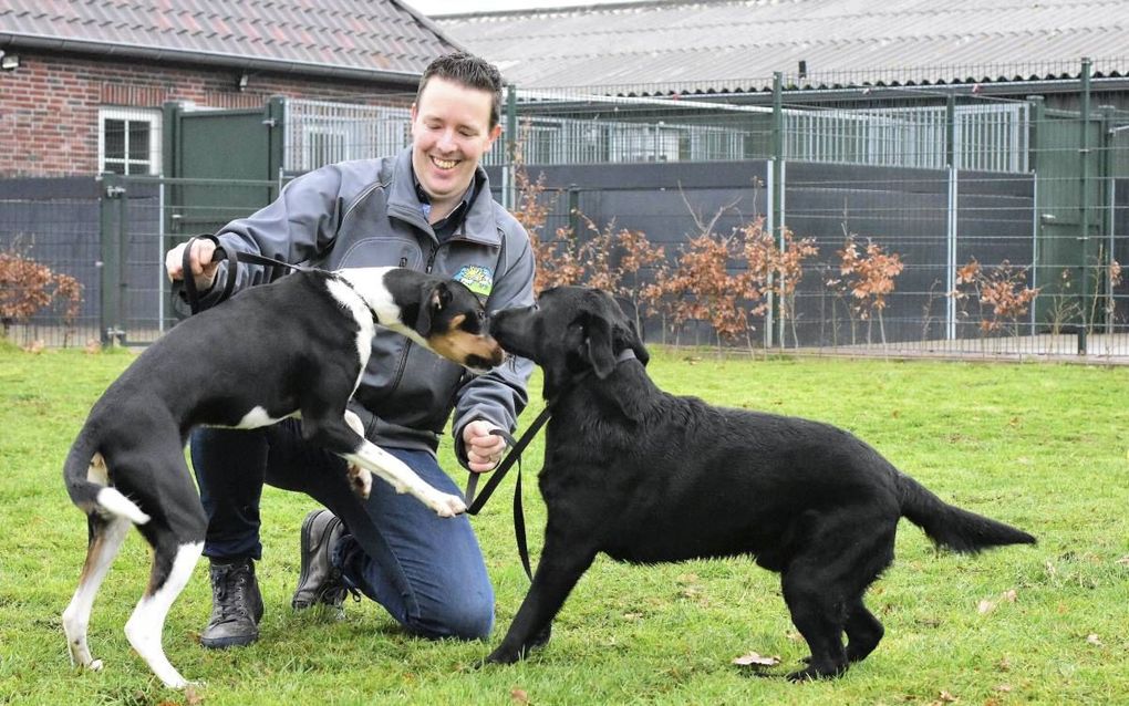 Harvy Schouten van hondenpension De Lofert in Berlicum met enkele van zijn logés. De Lofert in het Brabantse Berlicum heeft tijdens de jaarwisseling zestig honden te gast. beeld Theo Haerkens