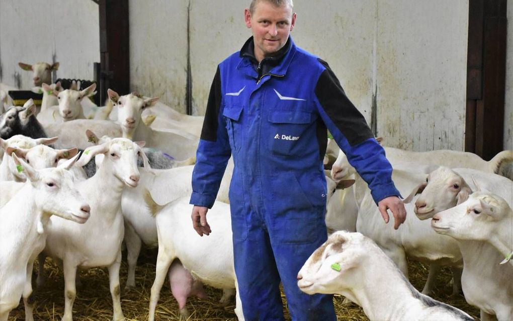 Geitenhouder Ad Bink in het Brabantse Raamsdonk: „Toen ik begon met driehonderd geiten was ik een grote en nu ben ik een kleintje.”  beeld Theo Haerkens