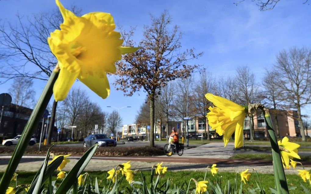 In Breda bloeien de narcissen in de lentezon. Uit metingen van Natuurkalender.nl bijkt dat de natuur een paar weken voor ligt op schema. beeld Erald van der Aa