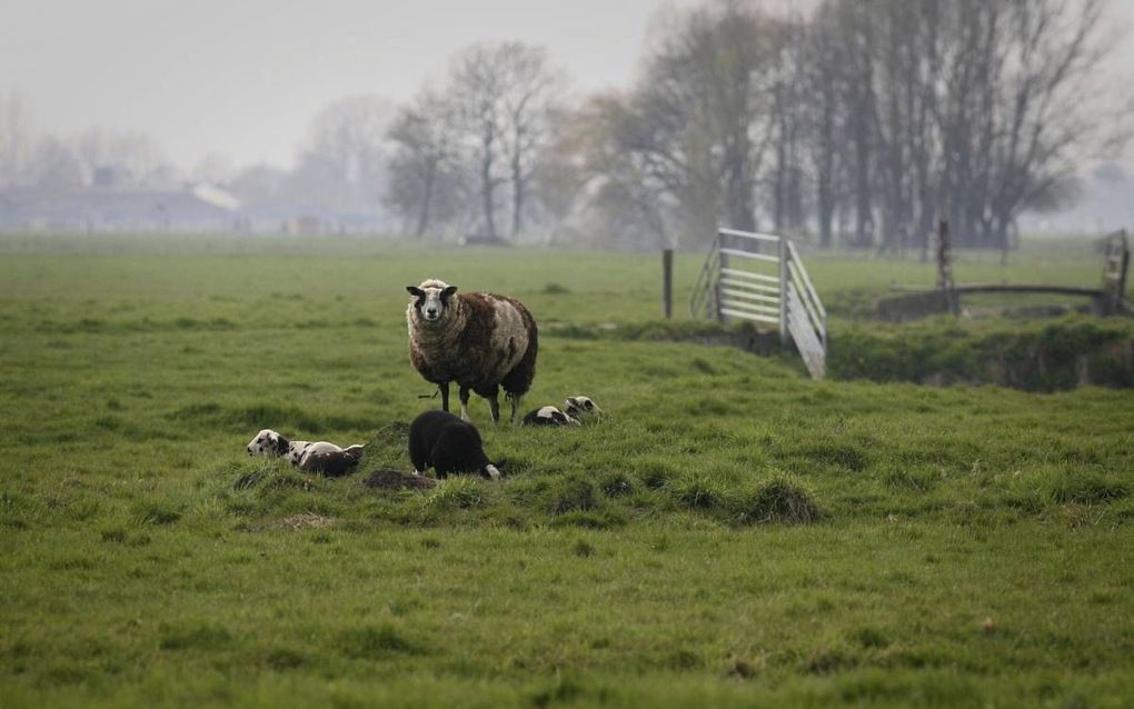 In Zuid-Holland, de provincie met de meeste inwoners en de grootste economie, is natuurbeleid een van de verkiezingsthema’s . beeld RD, Anton Dommerholt