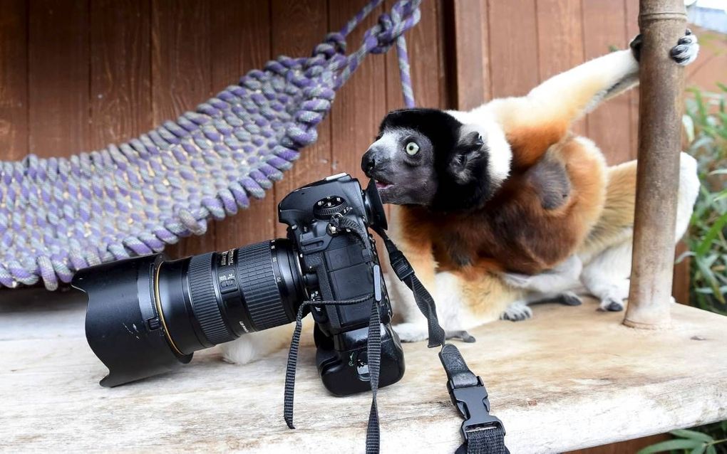 Fotografie in de dierentuin van Mulhouse. beeld AFP, Sebastien Bozon