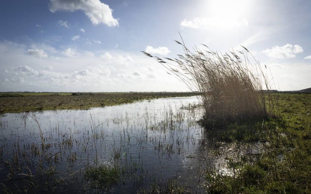 Weidegebied bij het dorp Westbroek. beeld Niek Stam