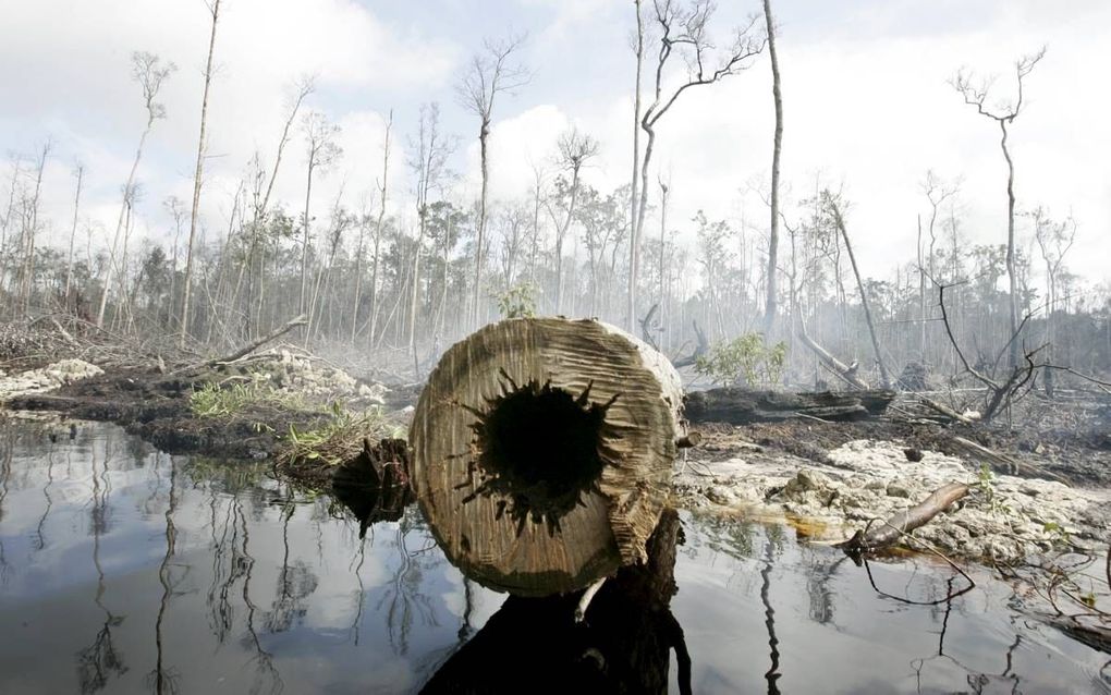 De gevolgen van houtkap in het regenwoud van Borneo (Indonesië) ten behoeve van oliepalm. beeld ANP, Koen Suyk