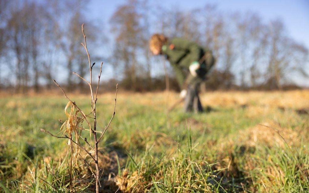 Jaarlijks gaan duizenden jonge boompjes de grond in. Maar de doelstellingen zijn nog lang niet in zicht. beeld Staatsbosbeheer, Marco van de Burgwal