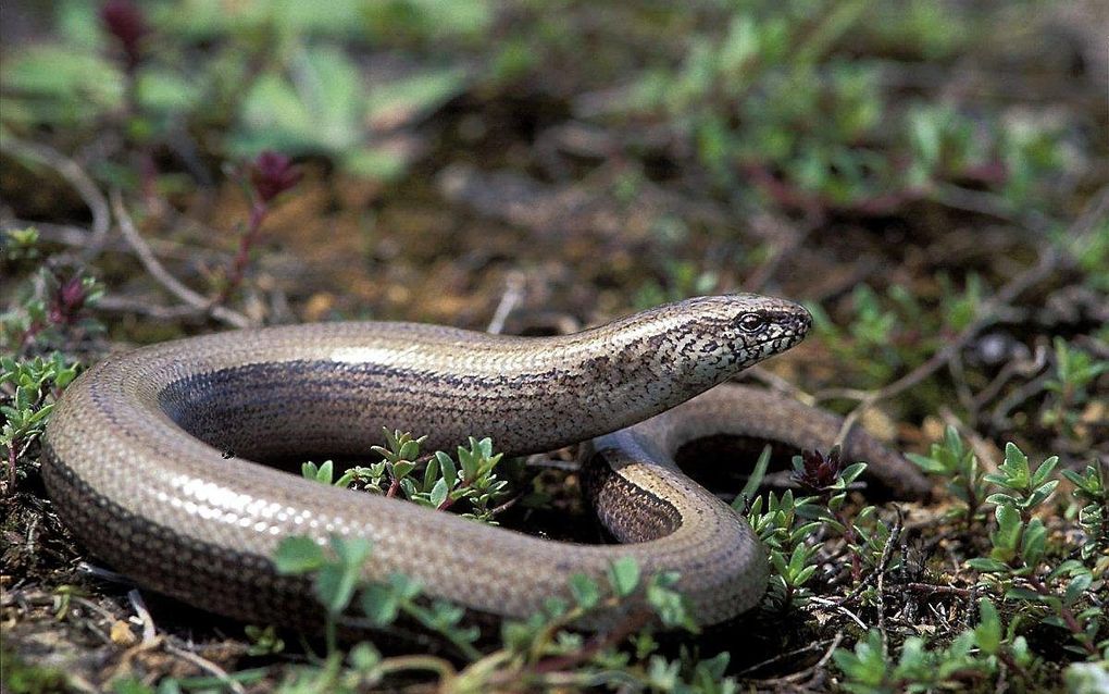 Een zonnende hazelworm is volgens natuurbeschermers niet veilig op de Sallandse Heuvelrug. beeld Wikimedia