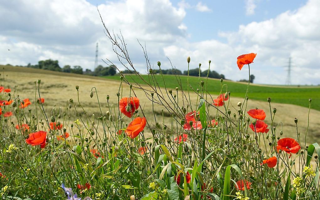 beeld iStock