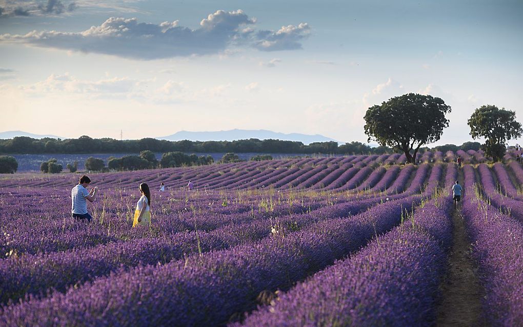 Een lavendelveld in het Spaanse dorp Guadalajara. beeld EPA