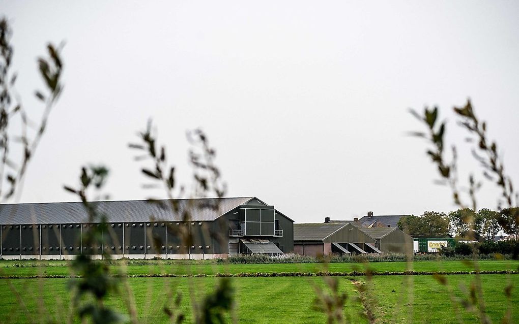 Ruiming van het pluimveebedrijf in Altforst, dat als eerste besmet bleek met de zeer besmettelijke variant van vogelgriep. beeld ANP, Rob Engelaar