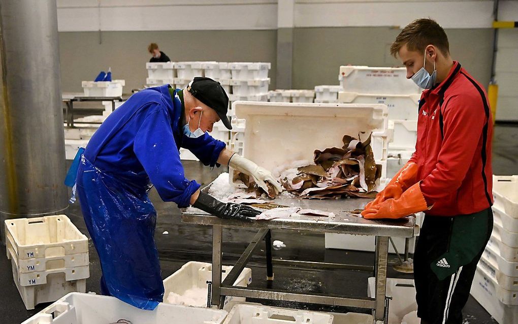 De vis wordt verwerkt op de visafslag van IJmuiden. beeld ANP, Olof Kraak