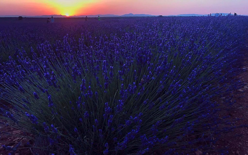 Zonsopkomst boven een lavendelveld in het Spaanse Guadalajara. beeld EPA