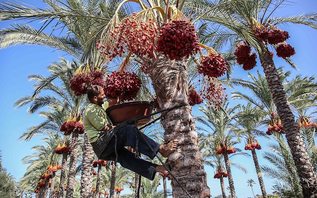 Dadeloogst in Deir al-Balah in de Gazastrook. beeld AFP