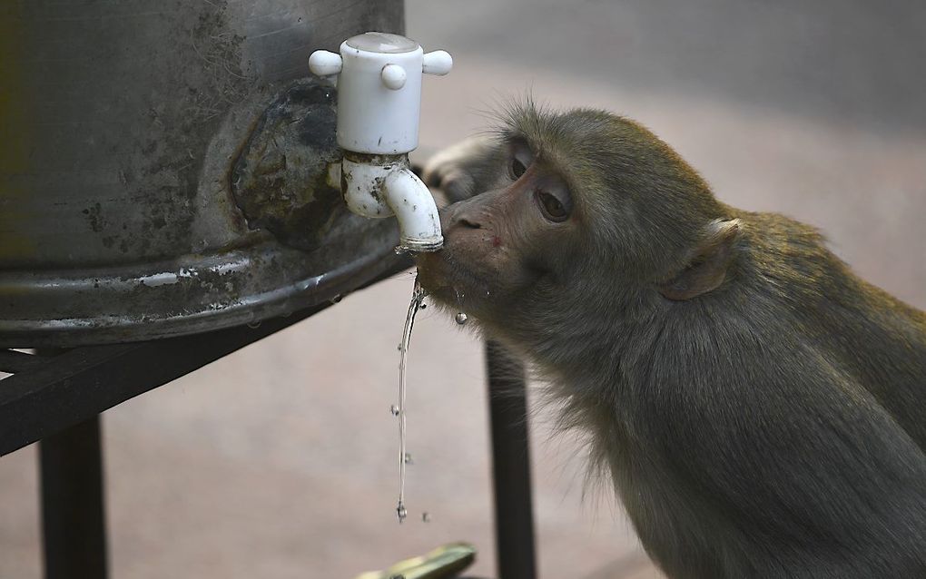 Een aap tapt water langs de weg in de Indiase hoofdstad New Delhi. beeld AFP